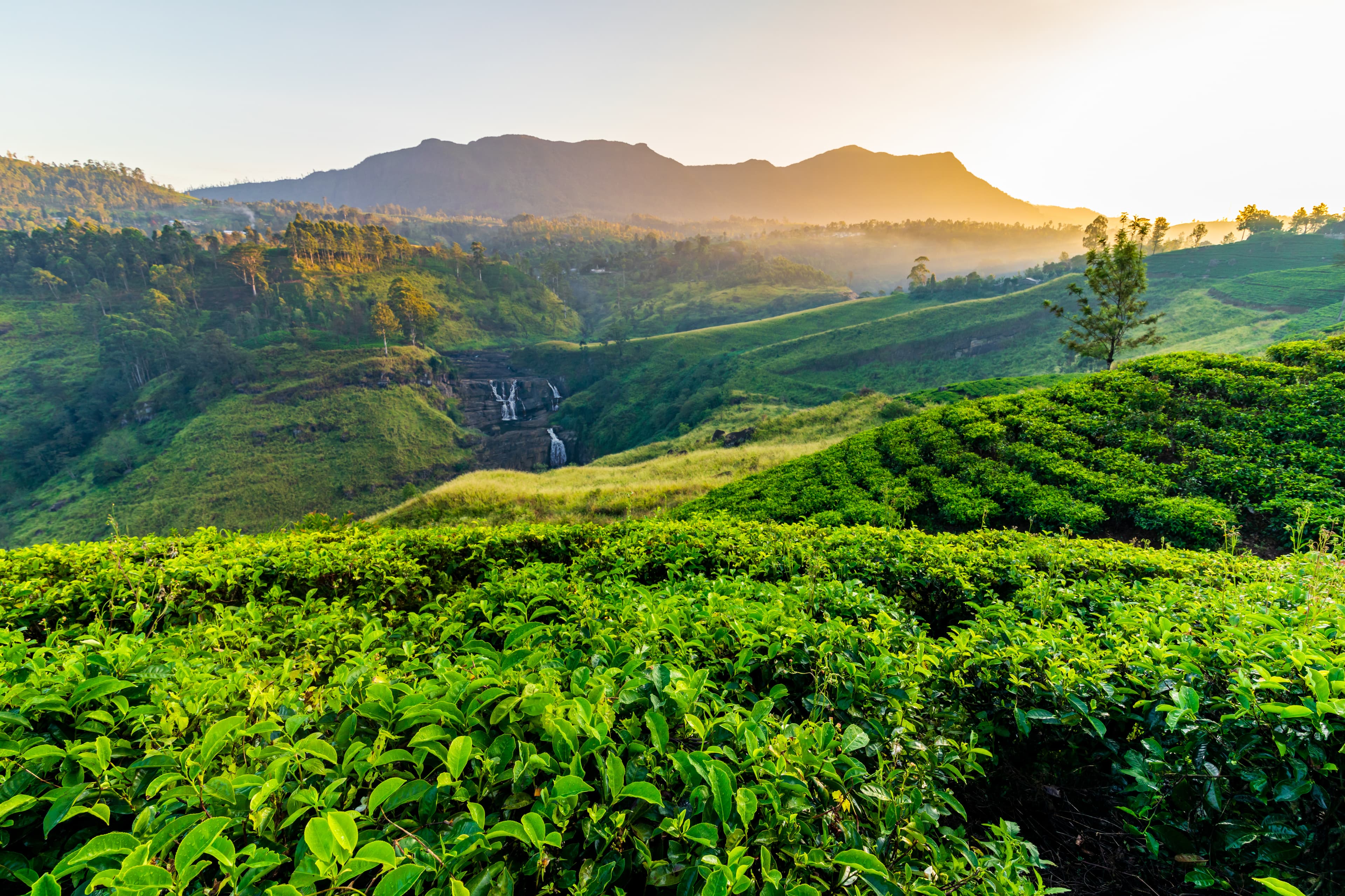成田空港発のヌワラエリヤツアー